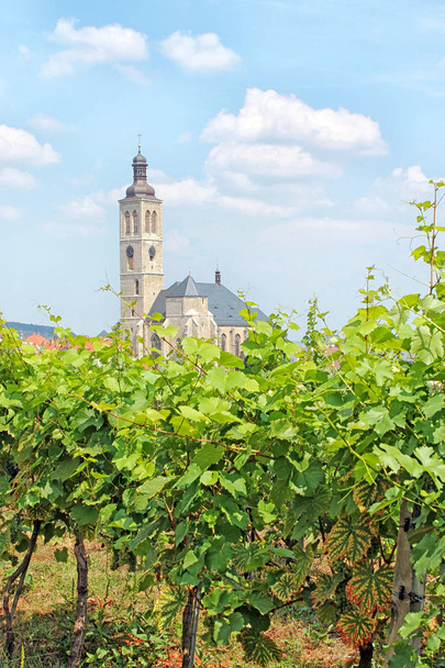 View of vineyard and Church of St James in Kutna Hora, Czech Republic, Europe. - Photo, image