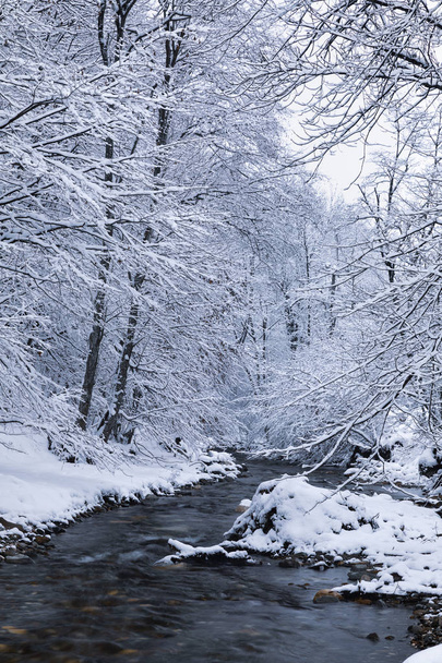 Téli táj-egy folyó és a fagyos fák - Fotó, kép