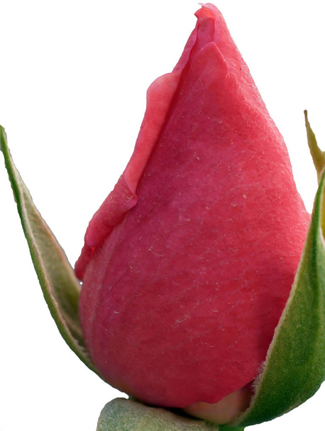 макро квітка закрита троянда на білому ізольованому фоні
 - Фото, зображення