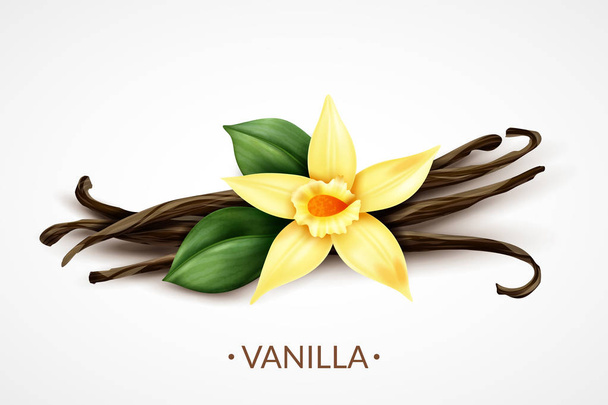 Vanília virág realisztikus kép  - Vektor, kép