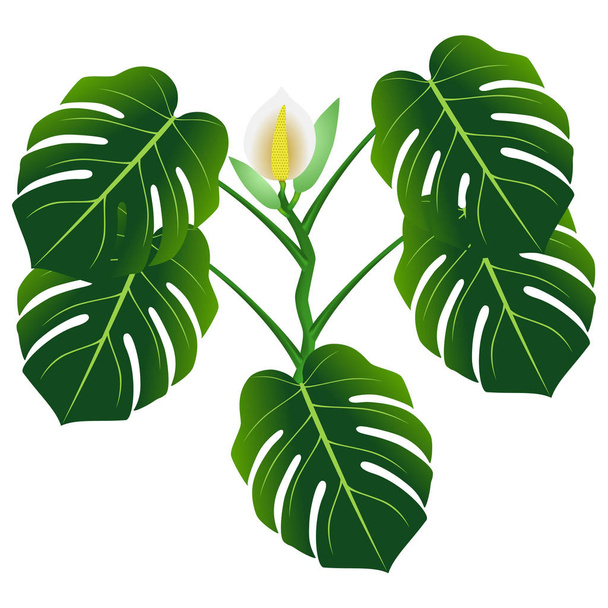Fleur et feuilles vertes de monstère ou philodendron à feuilles fendues (Monstera deliciosa
). - Vecteur, image