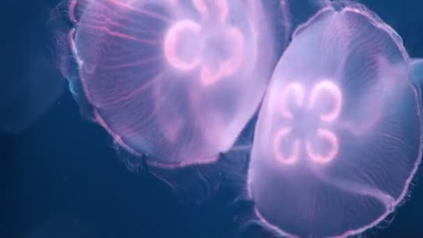 Meduzy, pływanie w wodzie  - Materiał filmowy, wideo
