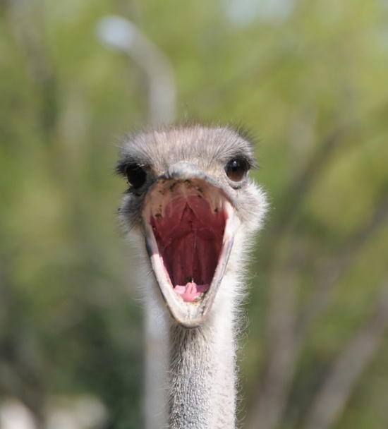 Ostrich head closeup - Foto, Imagen