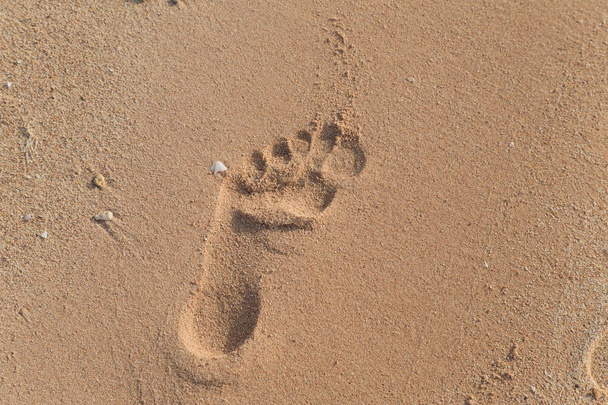 Один человеческий след в песке летнего песчаного пляжа в утреннем мягком солнечном свете. Горизонтальное цветное изображение
. - Фото, изображение