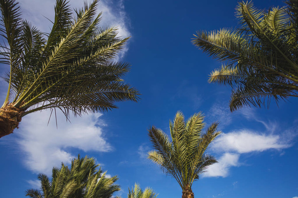 Green palms isolated on blue sky with white soft clouds background. Horizontal color photography. - Fotografie, Obrázek