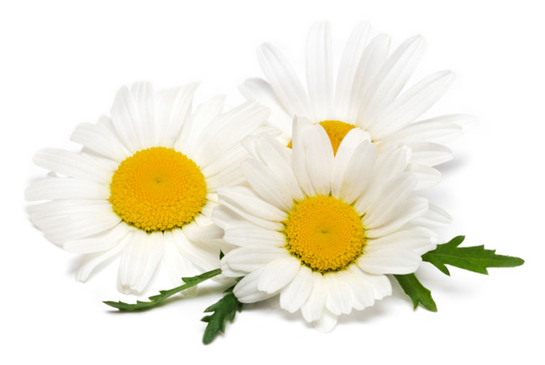 Flores de manzanilla o manzanilla aisladas sobre fondo blanco
. - Foto, Imagen