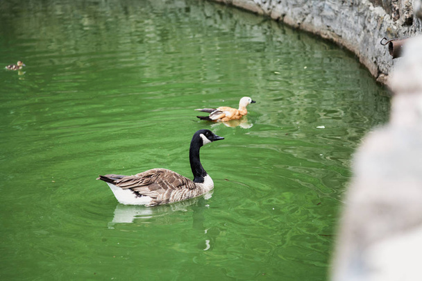 Waterfowl. Canadian Goose floats in green wate - Foto, Imagem