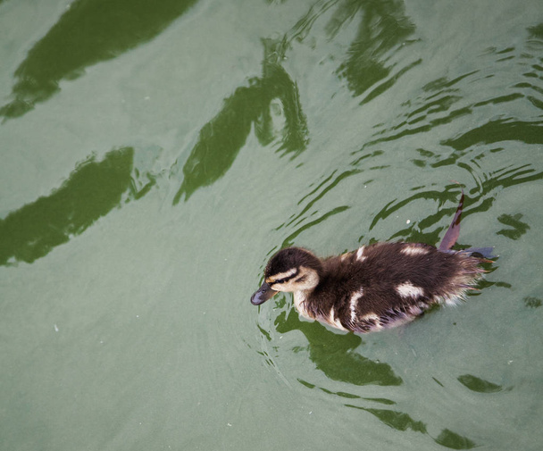 Waterfowl. Gray fluffy duckling duck floating in green wate - 写真・画像