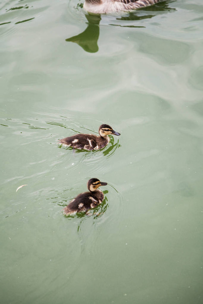 Waterfowl. Two gray fluffy chicks of a duck floating in green wate - Foto, Imagem