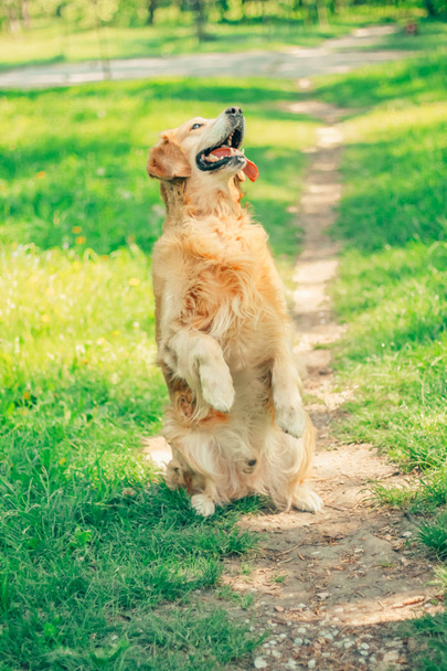 Golden Retriever in the spring, summer park for a walk - Foto, afbeelding