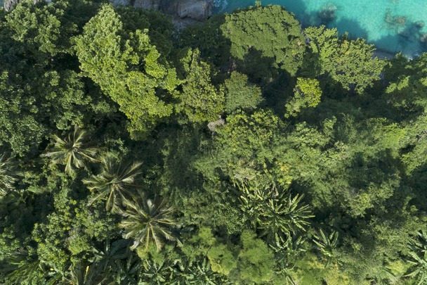 Bovenaanzicht landschap van prachtige tropische regenwoud in zomer seizoen beeld door luchtfoto drone schoot, hoge hoekmening. - Foto, afbeelding