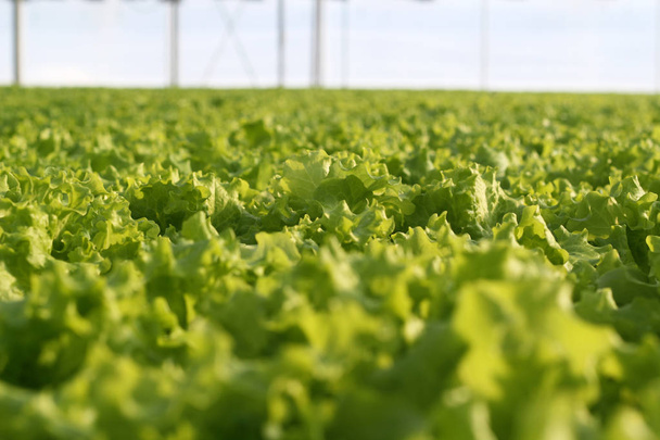Вирощування овочів у теплиці. Плантації зеленого салату
. - Фото, зображення