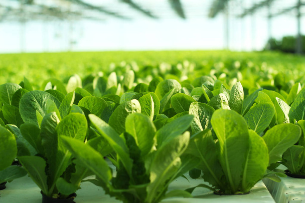 Cultiver des légumes dans une serre. Plantations de salade verte
. - Photo, image