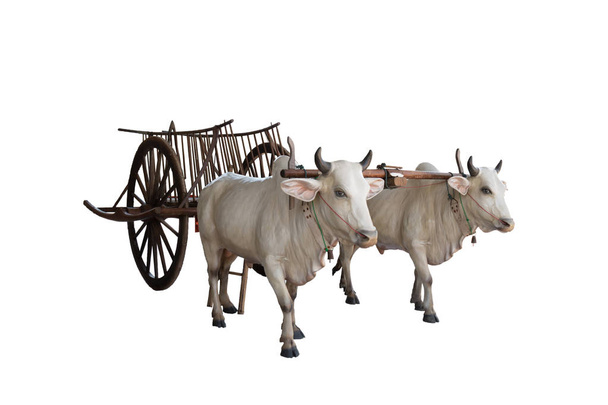 Vacas com carrinho sobre fundo branco
 - Foto, Imagem