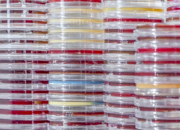 full frame abstract shot showing lots of stacked petri dishes filled with colorful agar growth medium - Photo, Image