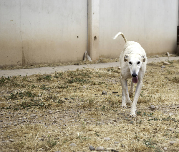 Greyhound cão brincando no parque, animais e natur - Foto, Imagem