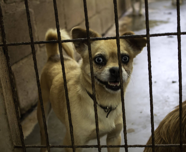 Perro en perrera cerrada, animales abandonados, abuso - Foto, imagen