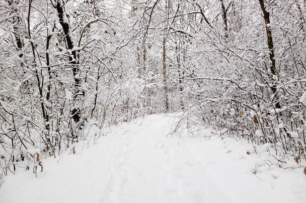 Winterwald. Winterlandschaft mit Straßen und frostigen Bäumen im verschneiten Wald. Neues Jahr Wintermärchen - Foto, Bild