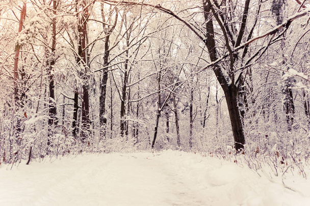 Forêt d'hiver. Paysage hivernal avec arbres gelés dans la forêt enneigée. Nouvel An conte de fées d'hiver
 - Photo, image