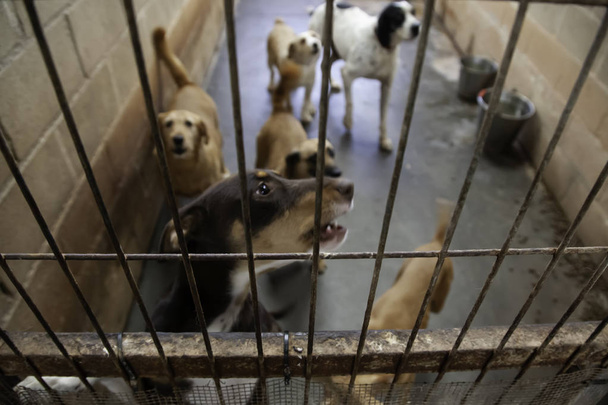 Cane in canile chiuso, animali abbandonati, abusi - Foto, immagini