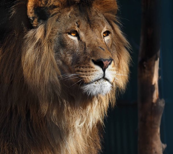 Retrato de perfil do leão com olhos amarelos
 - Foto, Imagem