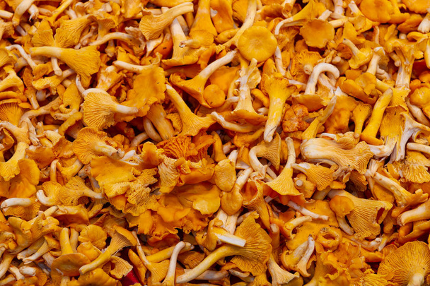 Pile of mushrooms at the street market - Photo, Image