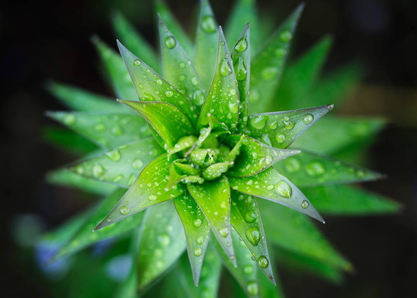 Drops of water on the green leaves of a flower - Fotoğraf, Görsel