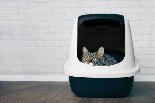 Симпатичный мейн-еновый кот сидит в закрытой коробке и любопытно смотрит
. - Фото, изображение