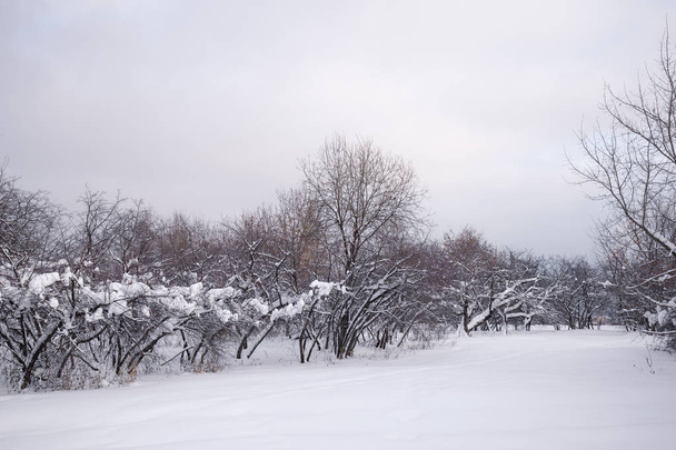 Winter landscape. Snow and trees in the winter forest. - Foto, afbeelding