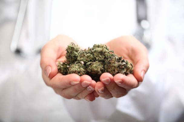 lékařské marihuany v rukou lékaře. Alternativní medicína konopí - Fotografie, Obrázek