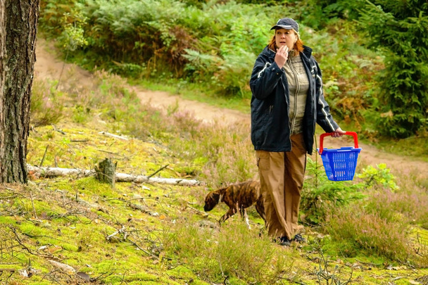 Mulher de meia-idade e cão à procura de cogumelos na floresta
 - Foto, Imagem