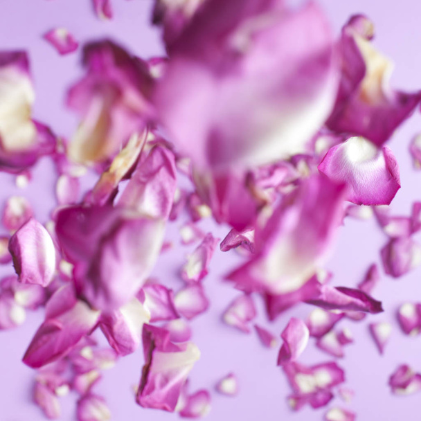 Rose petals fall to the floor. Pink background - Foto, afbeelding