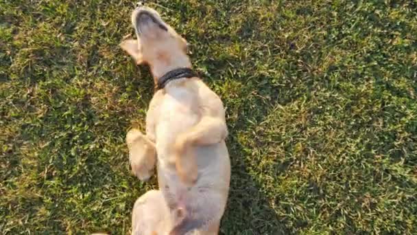 Ένα χαριτωμένο σκυλί παίζει ξαπλωμένο στο γρασίδι - Πλάνα, βίντεο