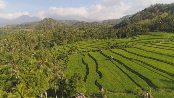 Рисовые террасы и сельскохозяйственные угодья в Индонезии - Фото, изображение