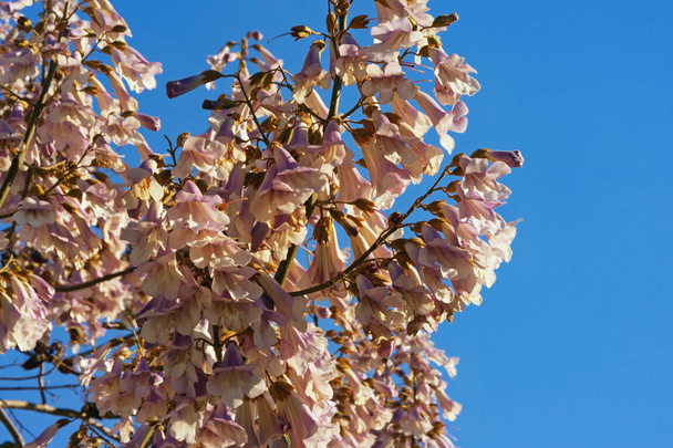 Frühling. Blumen von paulownia tomentosa Baum vor blauem Himmel. Freiraum für Text - Foto, Bild