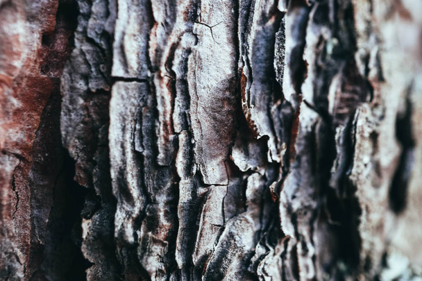 Horizontal photo depicting a old wooden texture of the tree trunk. Closeup. - 写真・画像