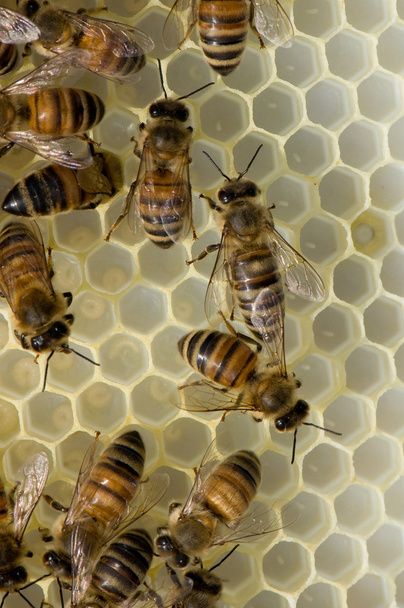 Työntekijät mehiläispesässä
 - Valokuva, kuva