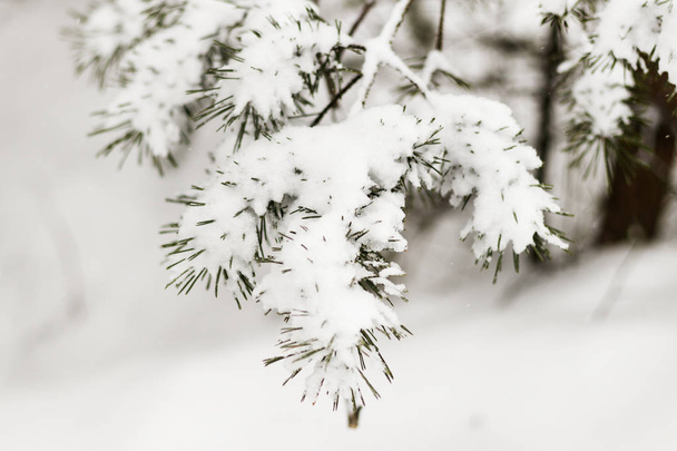 Talvi, kylmä, lumi. Talvinen metsä lumen alla. raskaat oksat kaikki lumessa. pehmentää
 - Valokuva, kuva