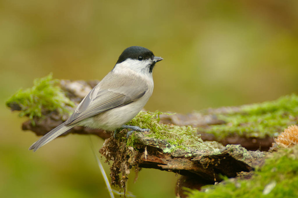 The marsh tit (Poecile palustris) is a passerine bird in the tit family Paridae and genus Poecile - Photo, Image