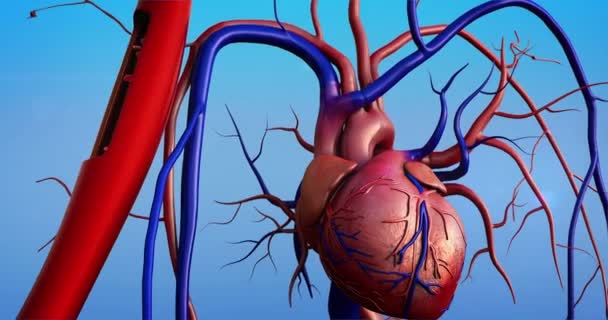 Slagader en hart, menselijk hart model, menselijke anatomie van het hart, de samentrekking van de bloedvaten  - Video