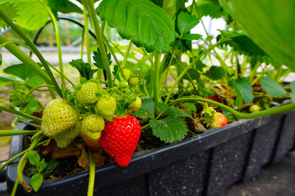 Red and green strawberries in growth at greenhouse in Finland - Zdjęcie, obraz