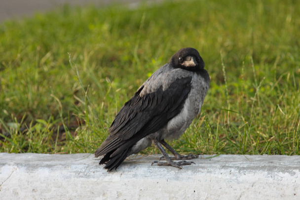  Corvus cornix. junger corvus cornix in der europäischen stadt  - Foto, Bild