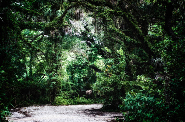 пізно вранці зору грунтовій дорозі всередині субтропічними джунглями Дика територія в Естеро Флорида, стилізовані і ненасичених.  - Фото, зображення