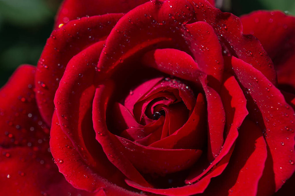 Hermosas rosas frescas en vista de cerca - Foto, Imagen