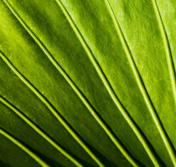Nahaufnahme eines grünen Pflanzenblattes - Foto, Bild