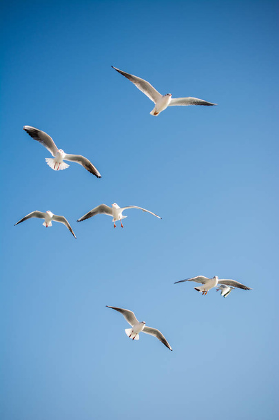 Meeuwen vliegen in de lucht achtergrond - Foto, afbeelding