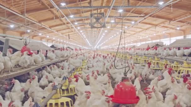 Крупная птицеферма с тысячами кур и петухов
 - Кадры, видео