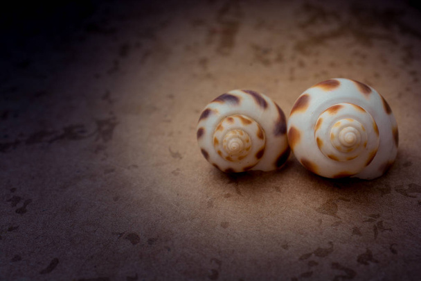 Two snail shells on a wooden background on display - Photo, Image