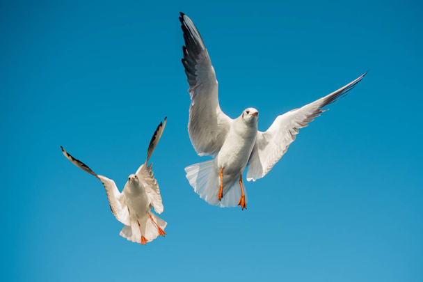Одинарна чайка літає на фоні блакитного неба
 - Фото, зображення