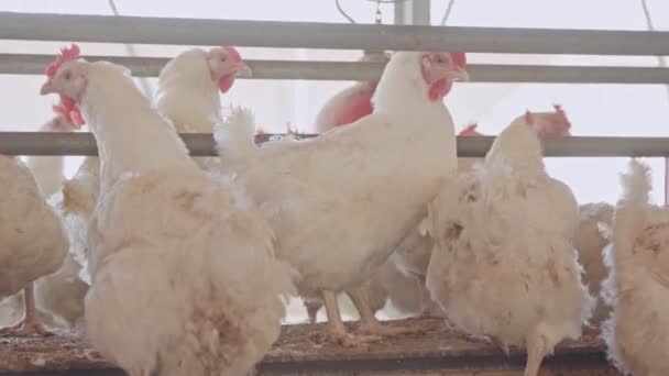 Büyük tavuk çiftliği, tavuk ve horozlar thousends ile - Video, Çekim
